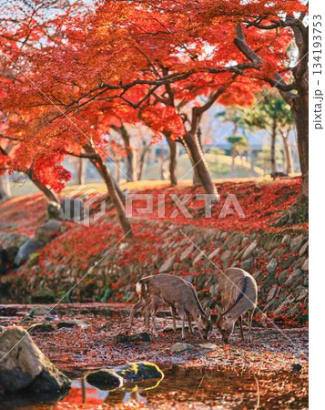 奈良の東大寺の鹿 紅葉 奈良の東大寺の鹿 紅葉 134193753