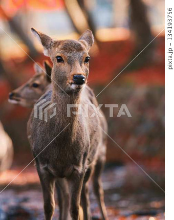 奈良の東大寺の鹿 紅葉 奈良の東大寺の鹿 紅葉 134193756