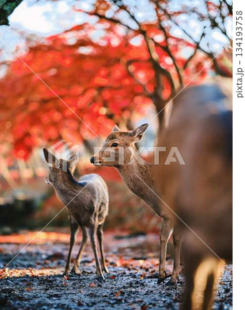 奈良の東大寺の鹿　紅葉 134193758