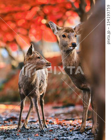 奈良の東大寺の鹿 紅葉 奈良の東大寺の鹿 紅葉 134193759
