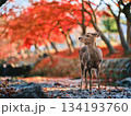 奈良の東大寺の鹿　紅葉 134193760
