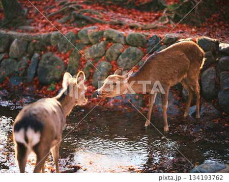 奈良の東大寺の鹿 紅葉 奈良の東大寺の鹿 紅葉 134193762