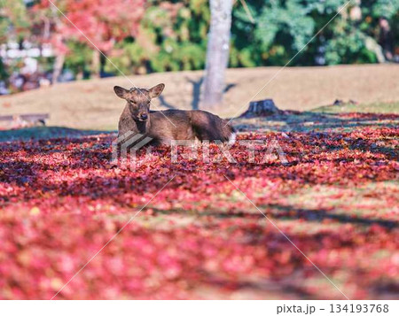 奈良の東大寺の鹿 紅葉 奈良の東大寺の鹿 紅葉 134193768