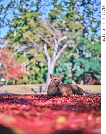 奈良の東大寺の鹿 紅葉 奈良の東大寺の鹿 紅葉 134193769