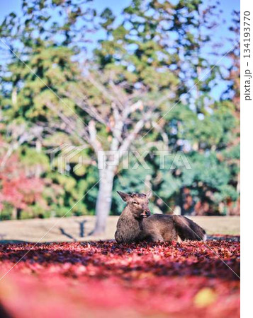 奈良の東大寺の鹿 紅葉 奈良の東大寺の鹿 紅葉 134193770