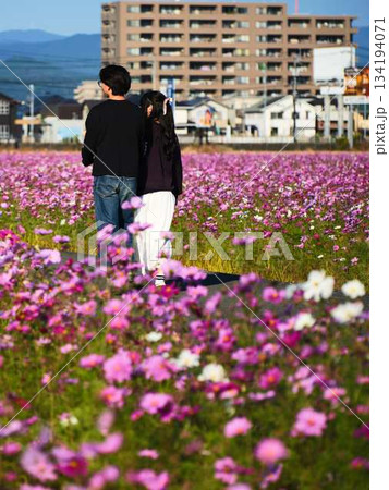コスモス畑でデートをするカップル コスモス畑でデートをするカップル 134194071