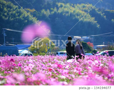 コスモス畑でデートをするカップル 134194077