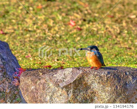 カワセミ 野鳥 カワセミ 野鳥 134194176
