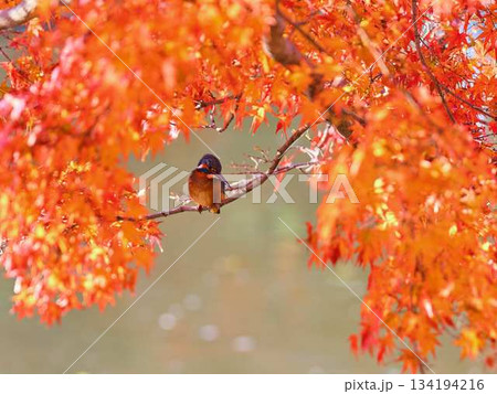 カワセミ　紅葉　野鳥 134194216