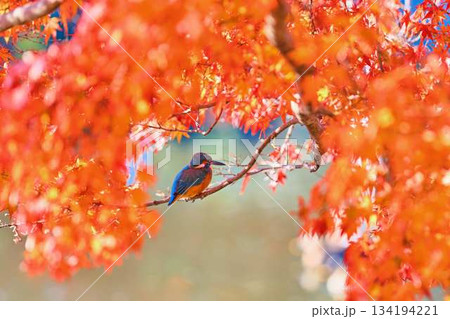 カワセミ　紅葉　野鳥 134194221