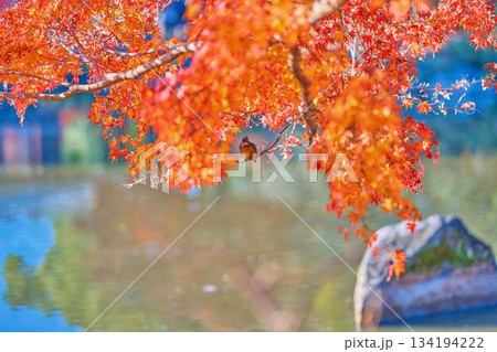 カワセミ 紅葉 野鳥 カワセミ 紅葉 野鳥 134194222