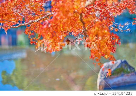 カワセミ　紅葉　野鳥 134194223