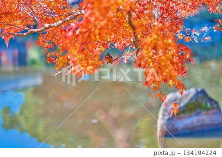 カワセミ 紅葉 野鳥 カワセミ 紅葉 野鳥 134194224