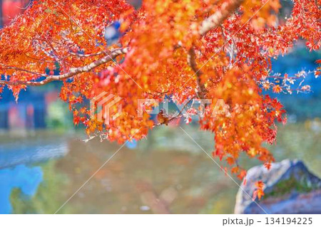 カワセミ　紅葉　野鳥 134194225
