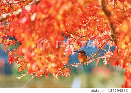 カワセミ 紅葉 野鳥 カワセミ 紅葉 野鳥 134194228