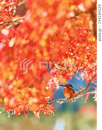 カワセミ　紅葉　野鳥 134194229