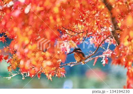 カワセミ　紅葉　野鳥 134194230