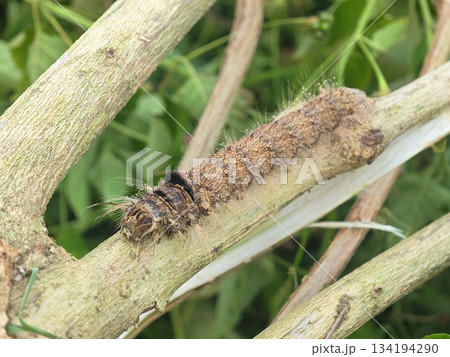 Hairy Brown Caterpillar Camouflaged on a Rough Wooden Branch Hairy Brown Caterpillar Camouflaged on a Rough Wooden Branch 134194290