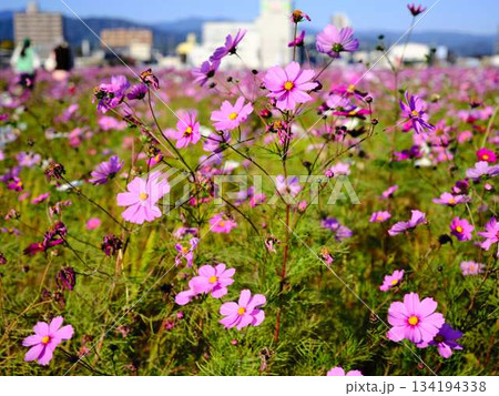 コスモス畑 コスモス畑 134194338