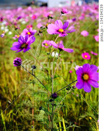 コスモス畑 コスモス畑 134194339