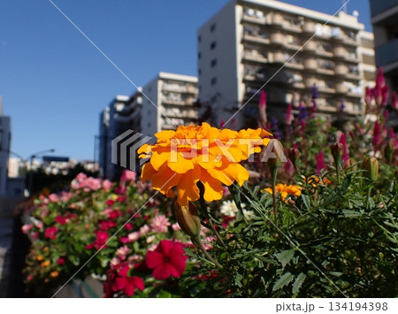 マリーゴールド　保土ヶ谷区役所 134194398