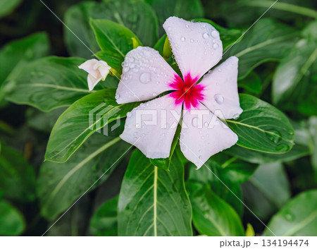 あかぼり小菊の里　ニチニチソウー18 134194474