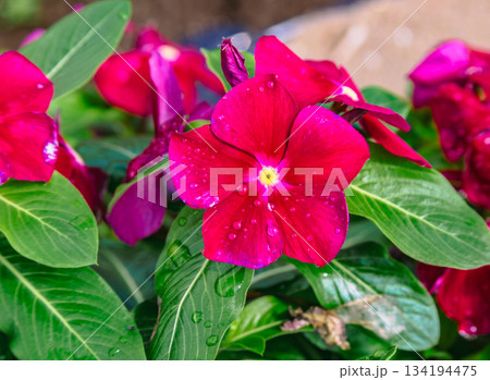 あかぼり小菊の里 ニチニチソウー19 あかぼり小菊の里 ニチニチソウー19 134194475