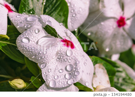 あかぼり小菊の里 ニチニチソウー24 あかぼり小菊の里 ニチニチソウー24 134194480