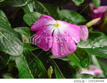 あかぼり小菊の里　ニチニチソウー30 134194486