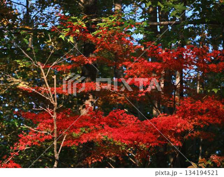 《高知県》紅葉 《高知県》紅葉 134194521