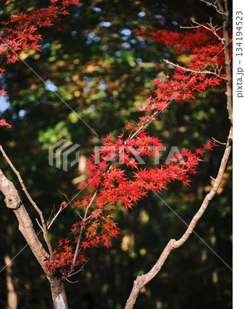 《高知県》紅葉 134194523