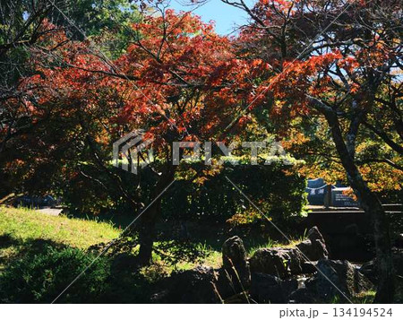《高知県》紅葉 134194524