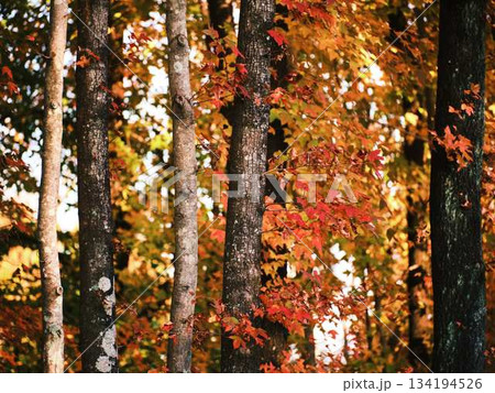 《高知県》紅葉 《高知県》紅葉 134194526