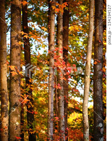 《高知県》紅葉 134194527