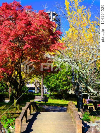 《高知県》紅葉 《高知県》紅葉 134194529