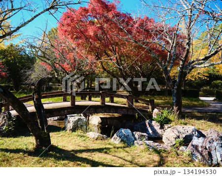 《高知県》紅葉 《高知県》紅葉 134194530