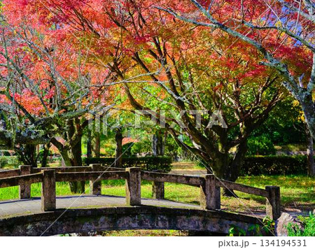 《高知県》紅葉 《高知県》紅葉 134194531