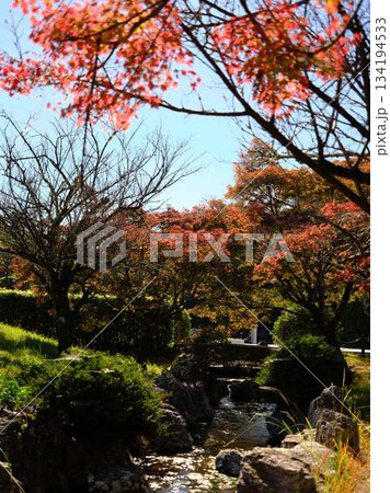 《高知県》紅葉 《高知県》紅葉 134194533