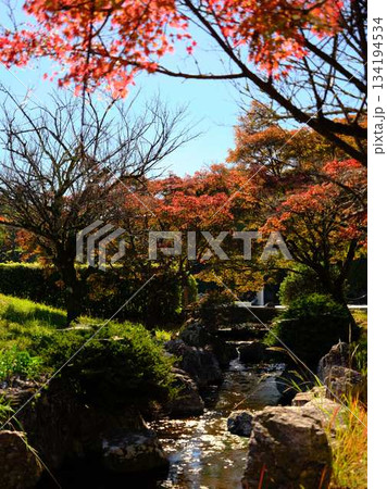 《高知県》紅葉 134194534