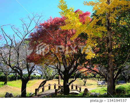 《高知県》紅葉 134194537