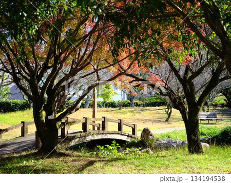 《高知県》紅葉 《高知県》紅葉 134194538