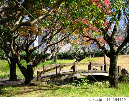 《高知県》紅葉 134194539