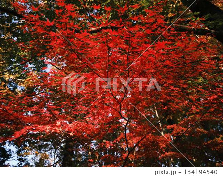《高知県》紅葉 《高知県》紅葉 134194540