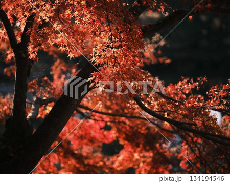 《高知県》紅葉 134194546