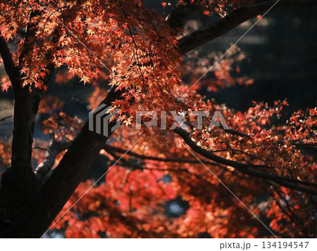 《高知県》紅葉 《高知県》紅葉 134194547