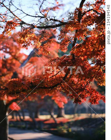《高知県》紅葉 《高知県》紅葉 134194548