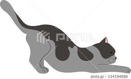 Stretching grey cat Stretching grey cat 134194686