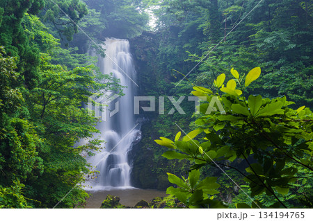 【秋田県_奈曽の白滝】轟音（ごうおん）をたてて迎える迫力と清涼感の白滝 134194765