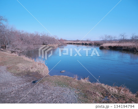 釧路湿原のスガワラ 釧路湿原のスガワラ 134194794