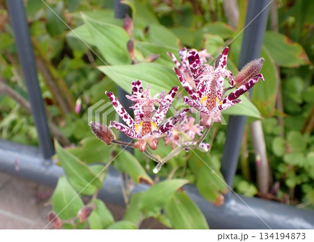 ピンクのホトトギスの花 ピンクのホトトギスの花 134194873